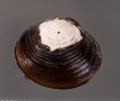ラナオシジミ 未詳 Corbicula sp.fig.1