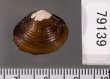 ラナオシジミ 未詳 Corbicula sp.fig.2
