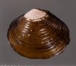 ラナオシジミ 未詳 Corbicula sp.fig.1