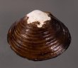 ラナオシジミ 未詳 Corbicula sp.fig.1
