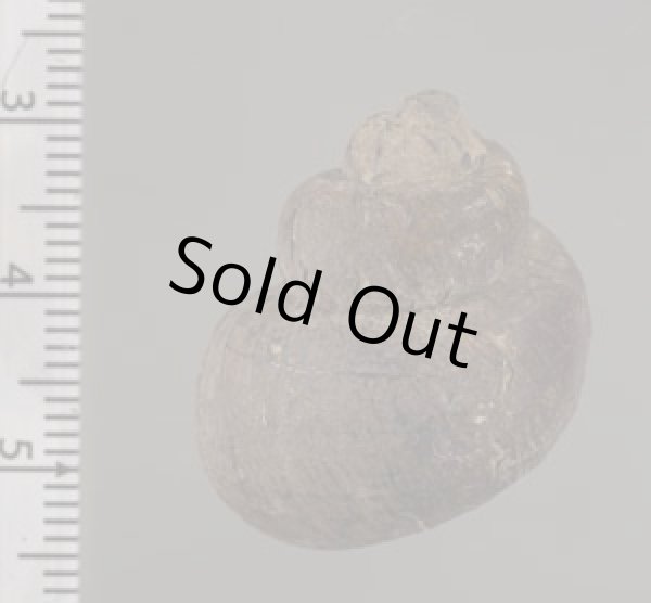 画像2: フィリピンタニシ (仮称) (2)