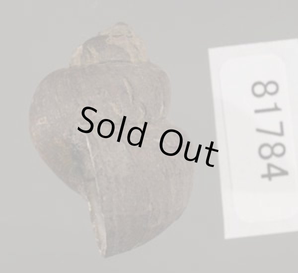 画像3: フィリピンタニシ (仮称) (3)