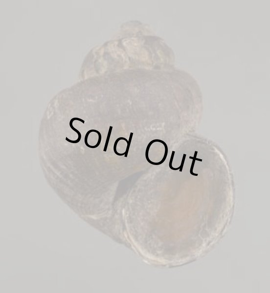 画像1: フィリピンタニシ (仮称) (1)