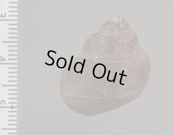 画像2: フィリピンタニシ (仮称) (2)