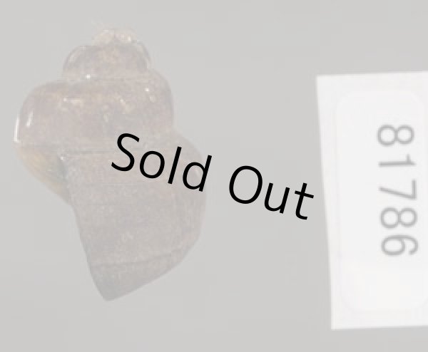 画像3: フィリピンタニシ (仮称) (3)