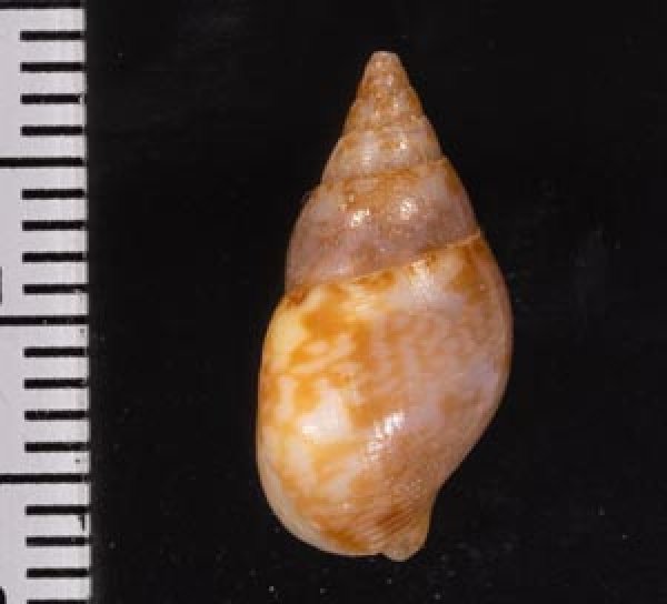 画像2: コウダカマツムシ (2)