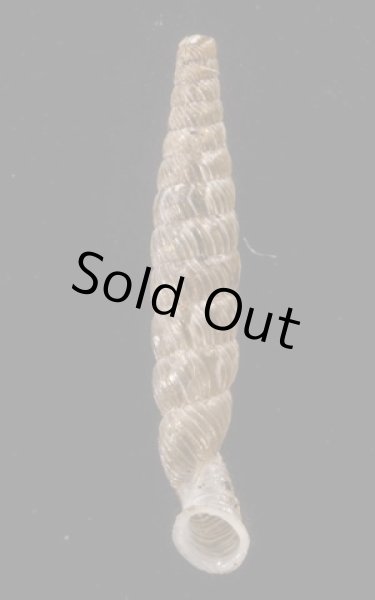 画像1: マヤジグアトーレパイプガイ (仮称) (1)