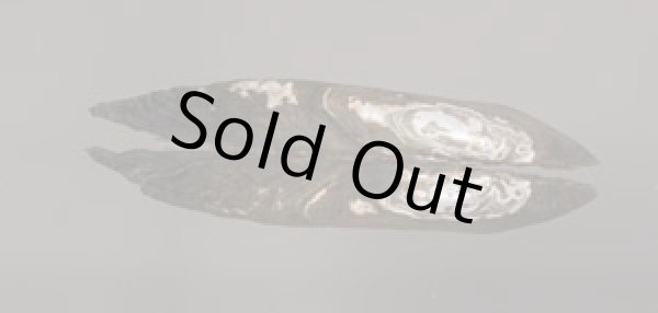 画像3: レメスイシガイ (仮称) (3)