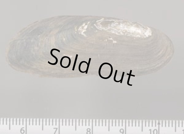 画像2: レメスイシガイ (仮称) (2)