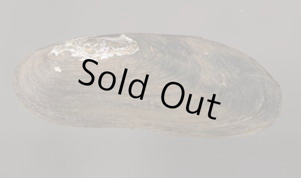 画像1: レメスイシガイ (仮称) (1)