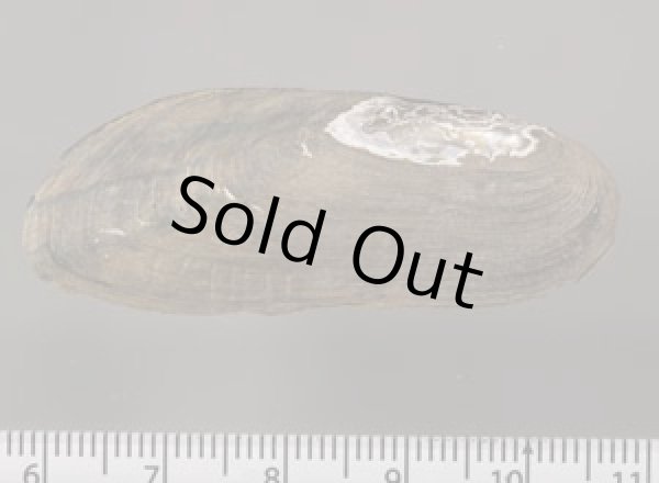 画像2: レメスイシガイ (仮称) (2)