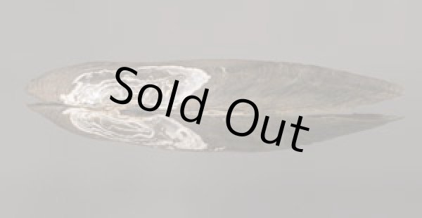 画像3: レメスイシガイ (仮称) (3)