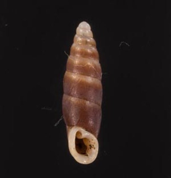 バクサギセル Hemiphaedusa bagsanafig.1