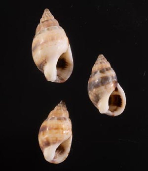 ハイイロヨフバイ Nassarius mustelinafig.1