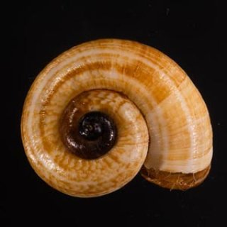 貝の標本 Hemiphaedusa similaris 14.8mm台.湾
