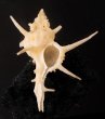 ナガトゲガンゼキボラ Chicoreus longicornisfig.1