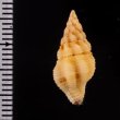 キイロツノマタモドキ Peristernia ustulata var. luchuanafig.2