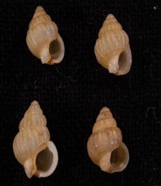 ムイリムシロ (仮称) Nassarius muirifig.1