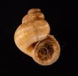 トレローニークチヒレ （仮称） Colobostylus lamellosusfig.1