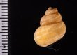 トレローニークチヒレ （仮称） Colobostylus lamellosusfig.2