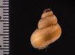トレローニークチヒレ （仮称） Colobostylus lamellosusfig.2