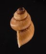 トレローニークチヒレ （仮称） Colobostylus lamellosusfig.3