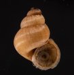 トレローニークチヒレ （仮称） Colobostylus lamellosusfig.1