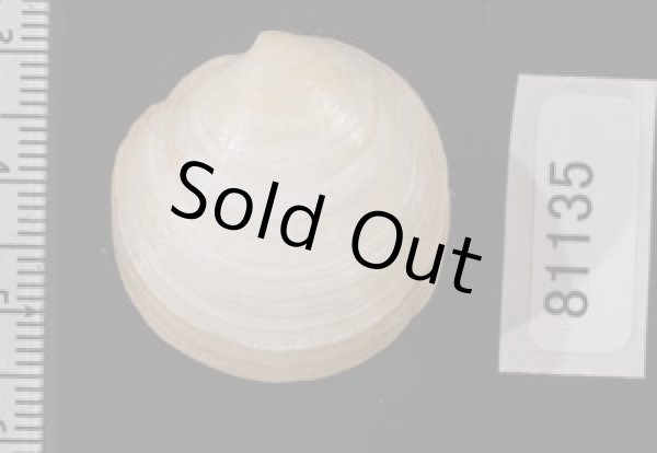 画像2: ナンアツキガイ (仮称) (2)