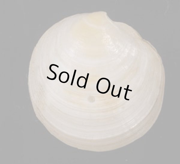 画像1: ナンアツキガイ (仮称) (1)