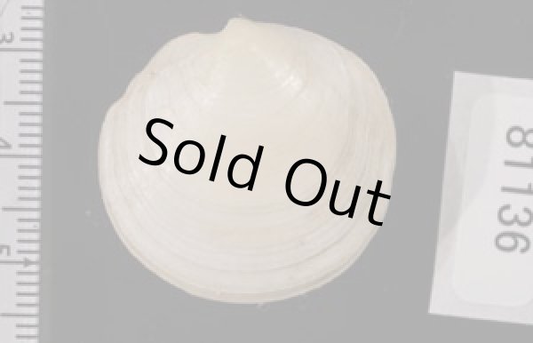 画像2: ナンアツキガイ (仮称) (2)