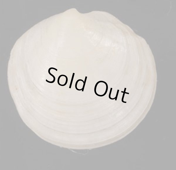 画像1: ナンアツキガイ (仮称) (1)