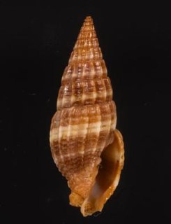 鬼*管様 貝 鬼*管様 貝まとめ売り