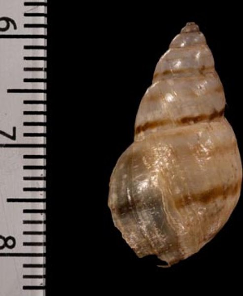 画像2: ドミニカミカンマイマイ (仮称) (2)