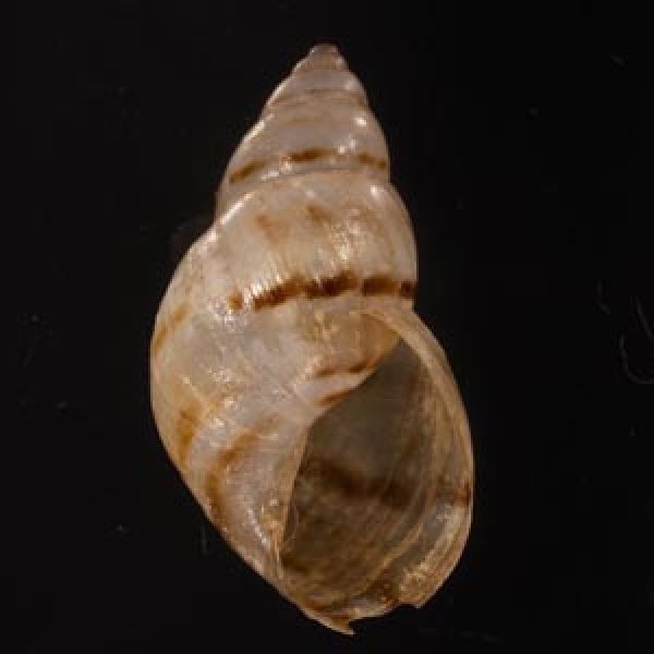 ドミニカミカンマイマイ (仮称) Drymaeus dominicusfig.1