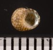 マメクルマチグサ Gibbula senegalensisfig.2