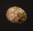 マメクルマチグサ Gibbula senegalensisfig.1