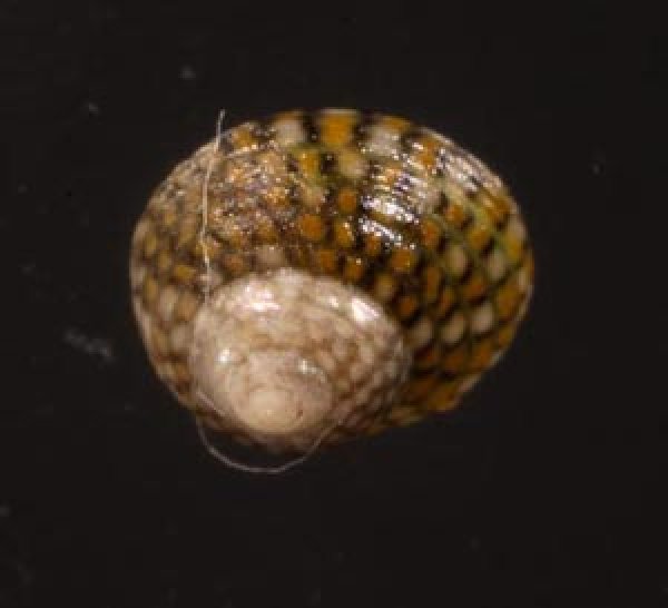 マメクルマチグサ Gibbula senegalensisfig.1