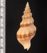 フタスジトウガタミクリ Siphonalia callizona bicallizonafig.2