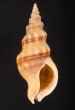 フタスジトウガタミクリ Siphonalia callizona bicallizonafig.1