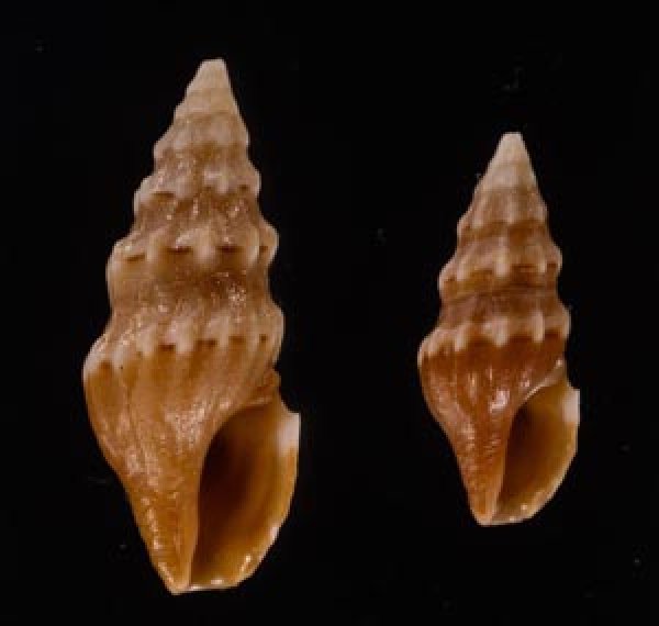 ヒメウミクダマキ Clavus humilisfig.1
