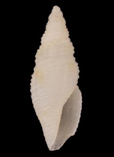 Japanese Seashells - 美貝 BIGAI