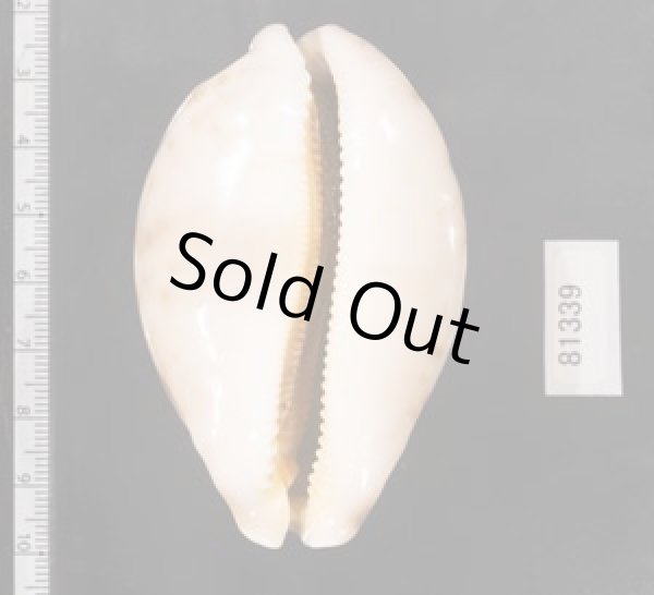 画像2: ハラダカラ (2)