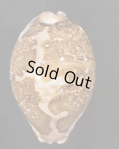 画像1: ハラダカラ (1)