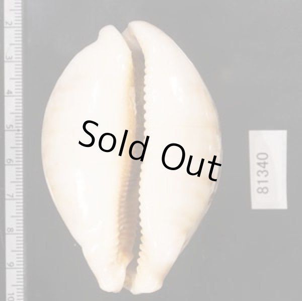 画像2: ハラダカラ (2)