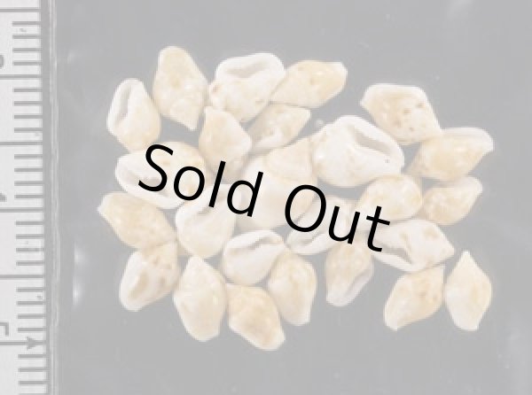 画像2: ヒメマルフトコロ (2)