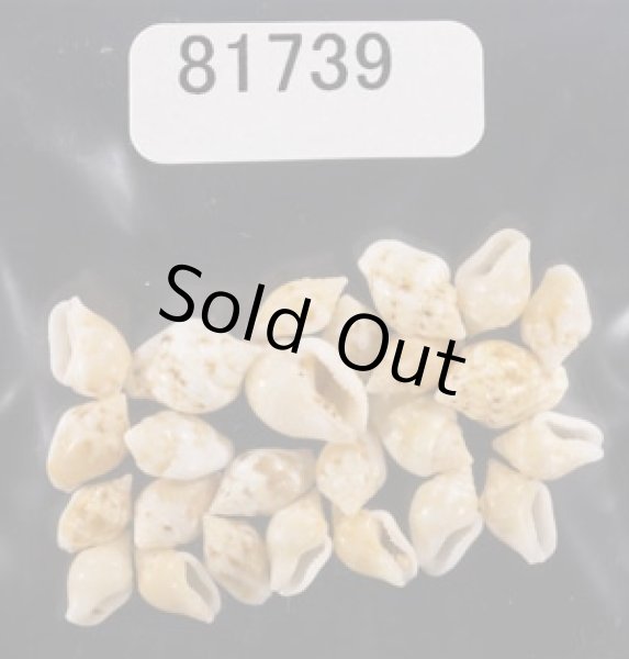 画像1: ヒメマルフトコロ (1)