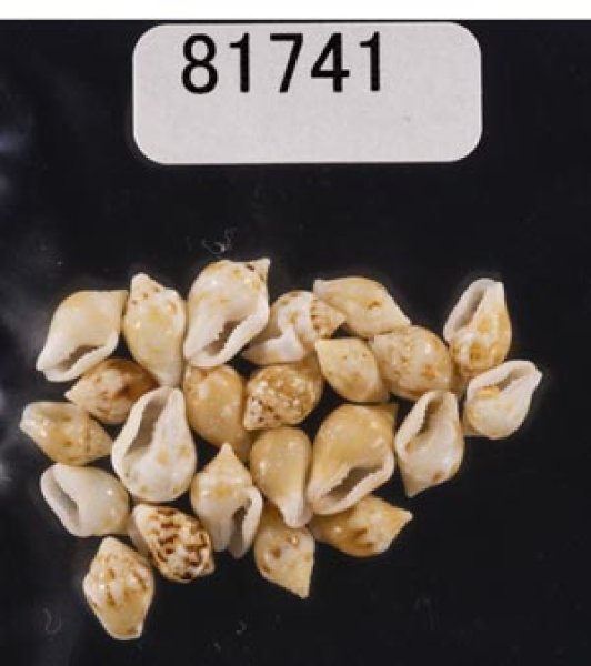 画像1: ヒメマルフトコロ (1)