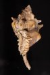 ハッキガイ Siratus pliciferoidesfig.3