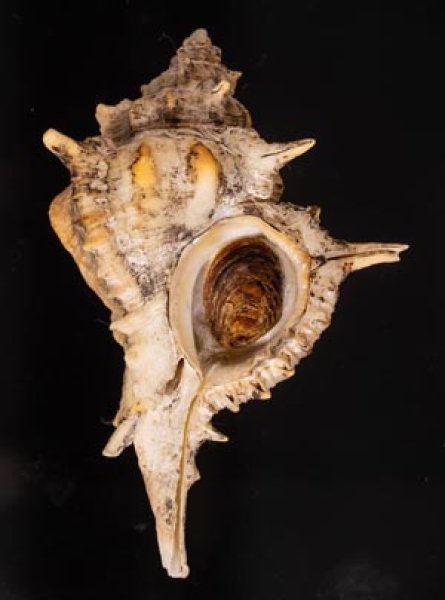 ハッキガイ Siratus pliciferoidesfig.1