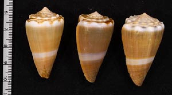 Conus lividusイボシマイモ - 美貝 BIGAI